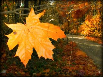 Осыпается листьями время...