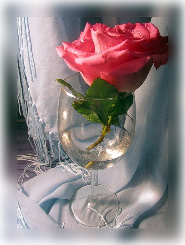 Пьяная роза А