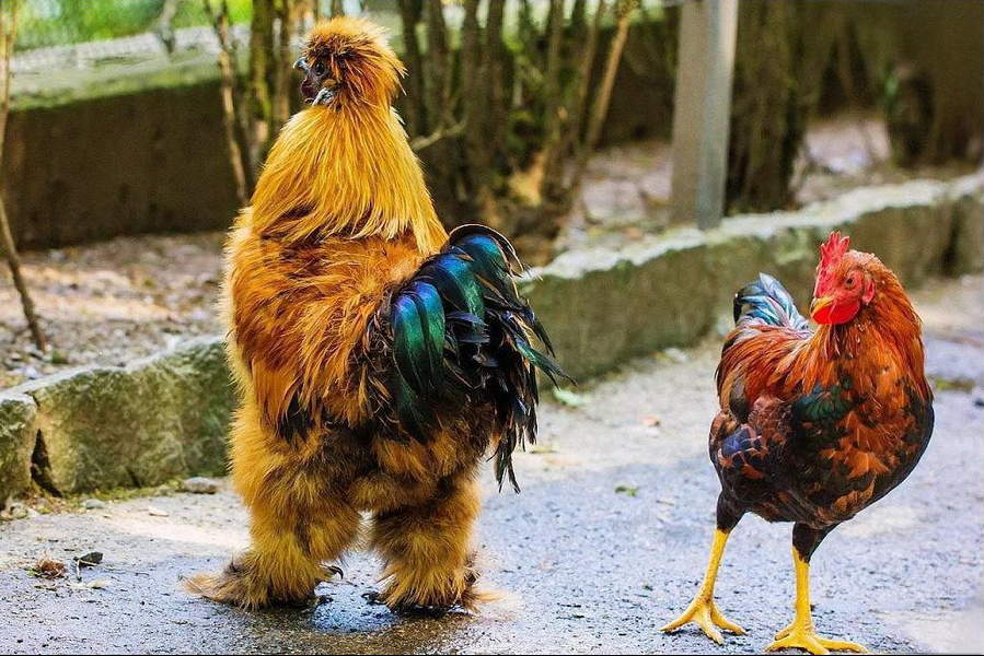 Последняя песня поэта