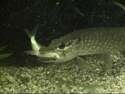 Щука и блесна