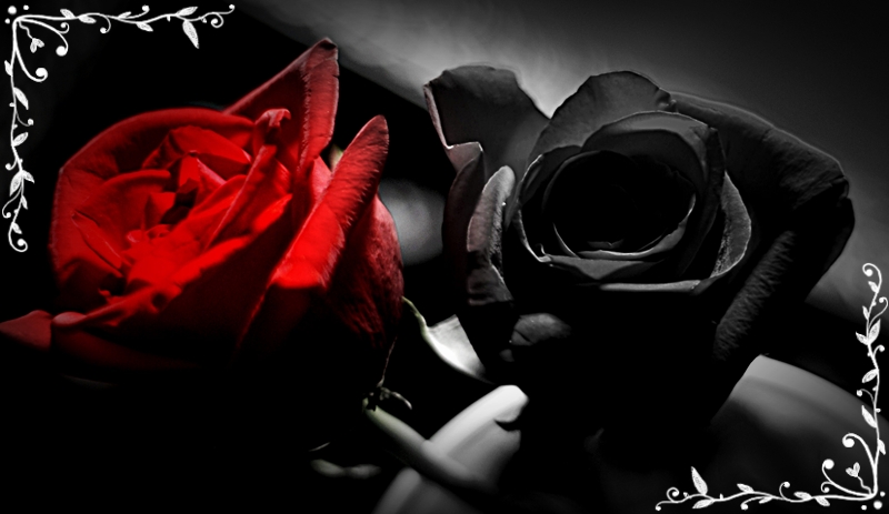 Бел розы для моей черной сестры. Черные цветы. Цветы розы красные черные.