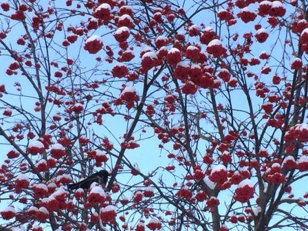 Зимняя рябина