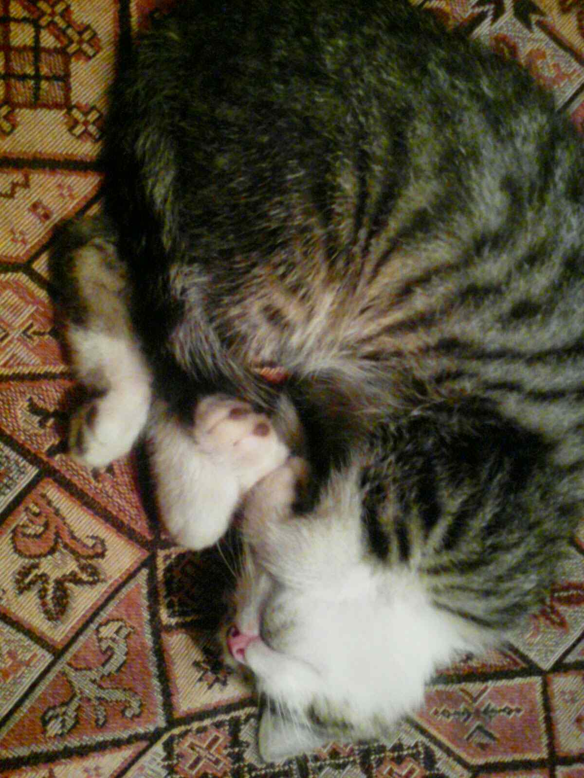 Стрела амура или муха вельзевула