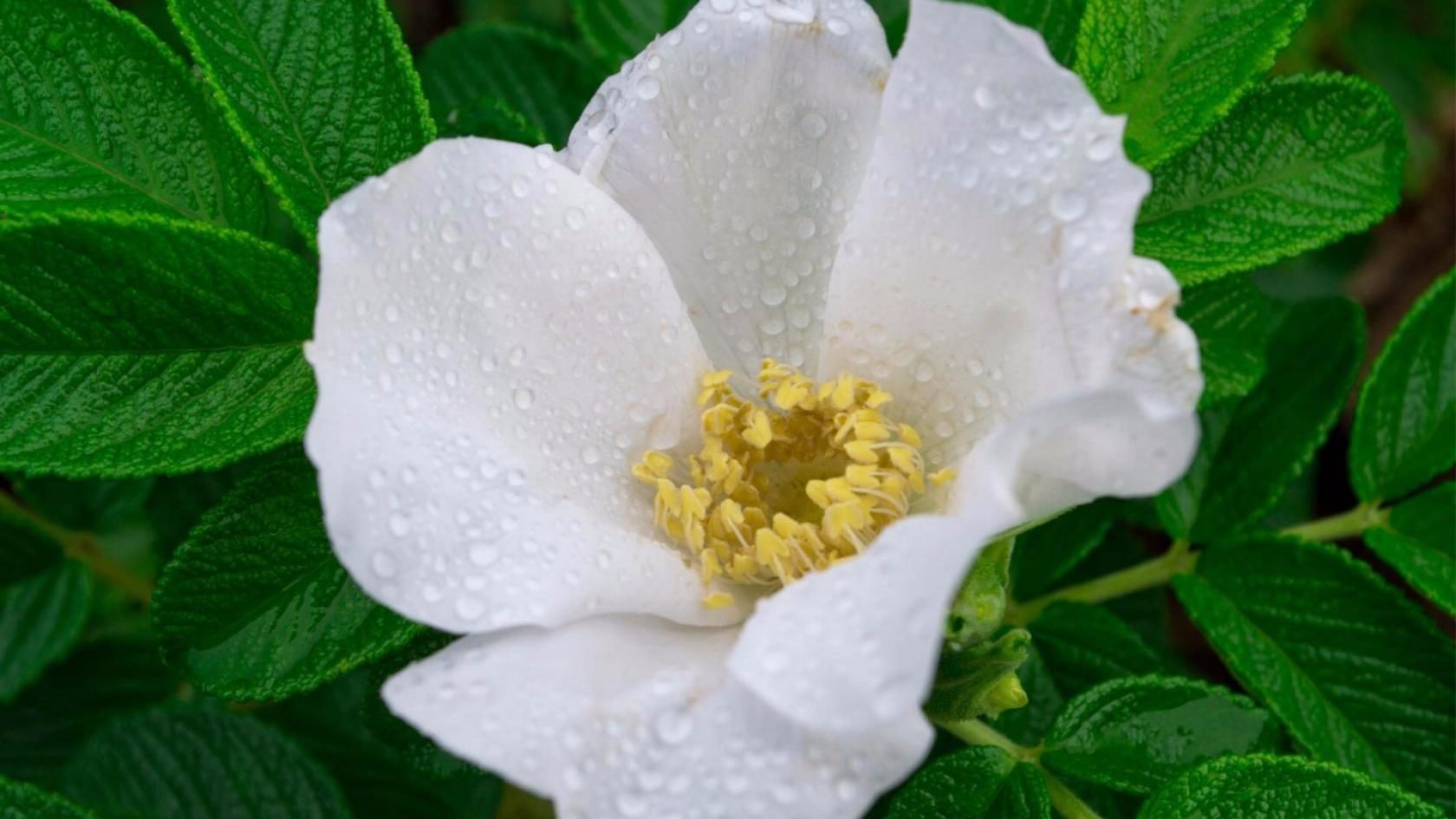 Прекрасны белые цветы...