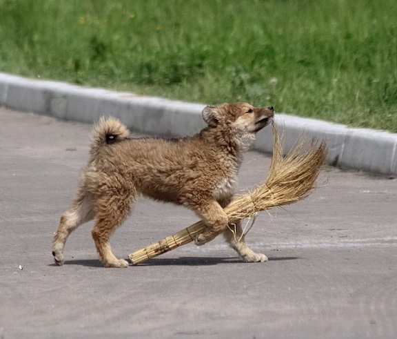 Новый дворник