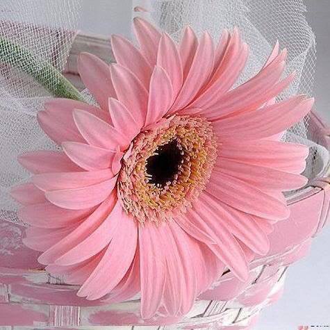 Афоризмы. Я желаю только счастья!