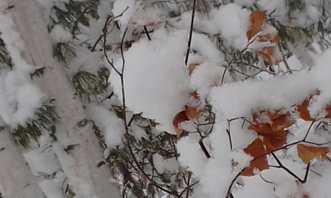 Строй родных вереницей, словно лебедь средь зим