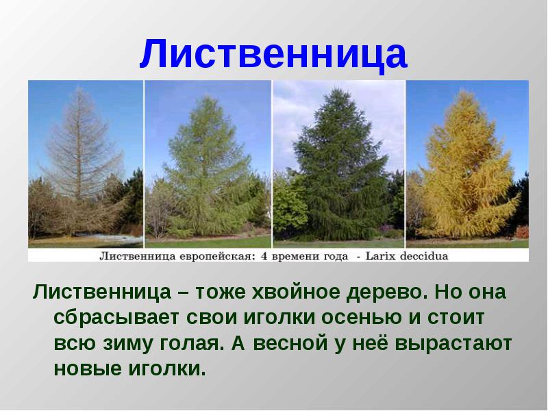Загадка про лиственницу