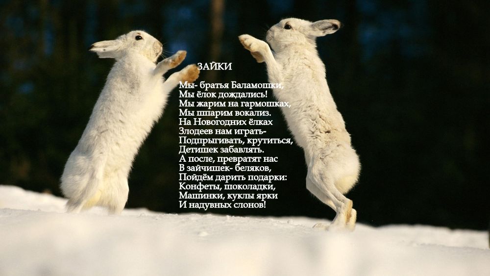 Зайки