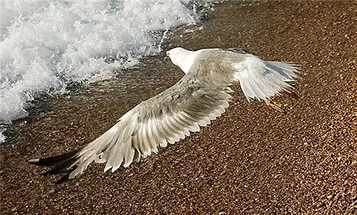 На одном крыле не летает птица