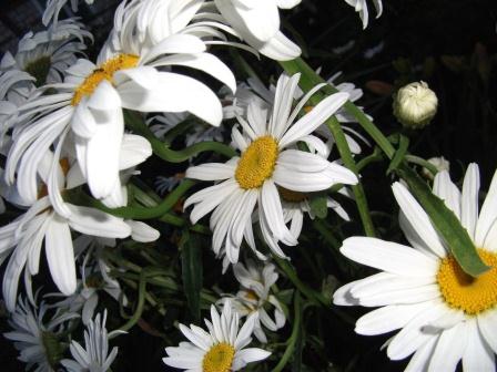 Большое солнце. Веселинка Стойкович