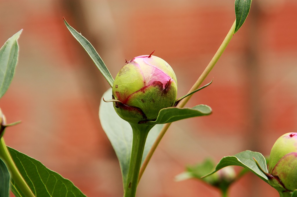 Четыре строки