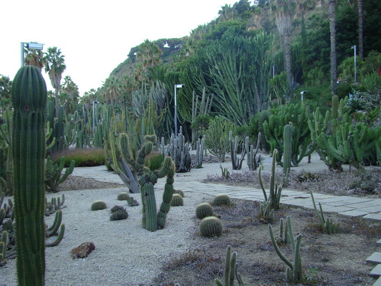 Экзотический сад