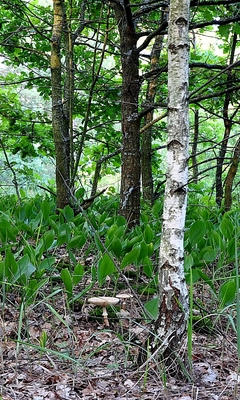 У ног твоих я посажу берёзу