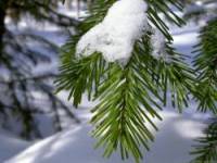 Расстелилась ковром серебристым