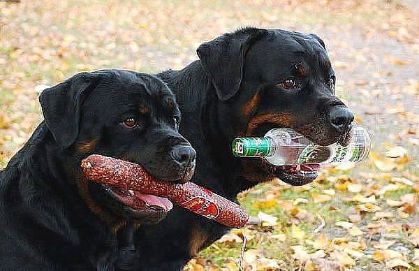 Российские мужики