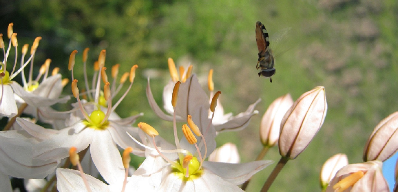 Ветреный цвет