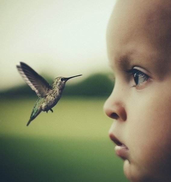 Я хочу, чтобы птицы летали