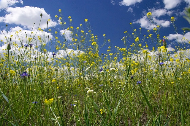 Вдыхая аромат страны