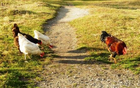 Петя - Огненный Петух!