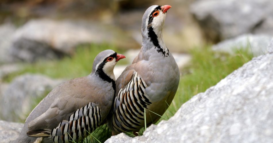 Ностальгия по кекликам