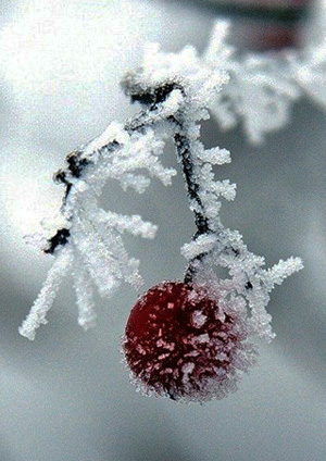 Зимняя вишня