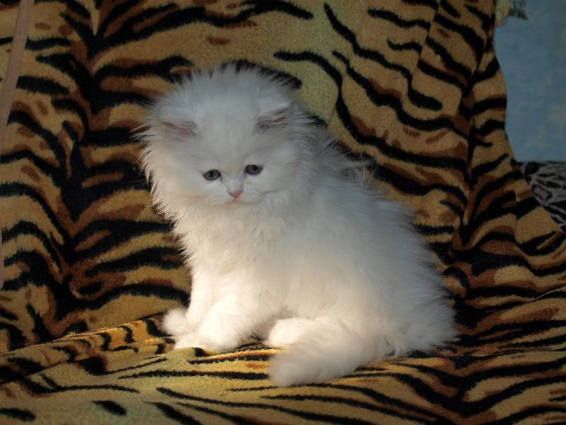 Котята Без Документов Купить