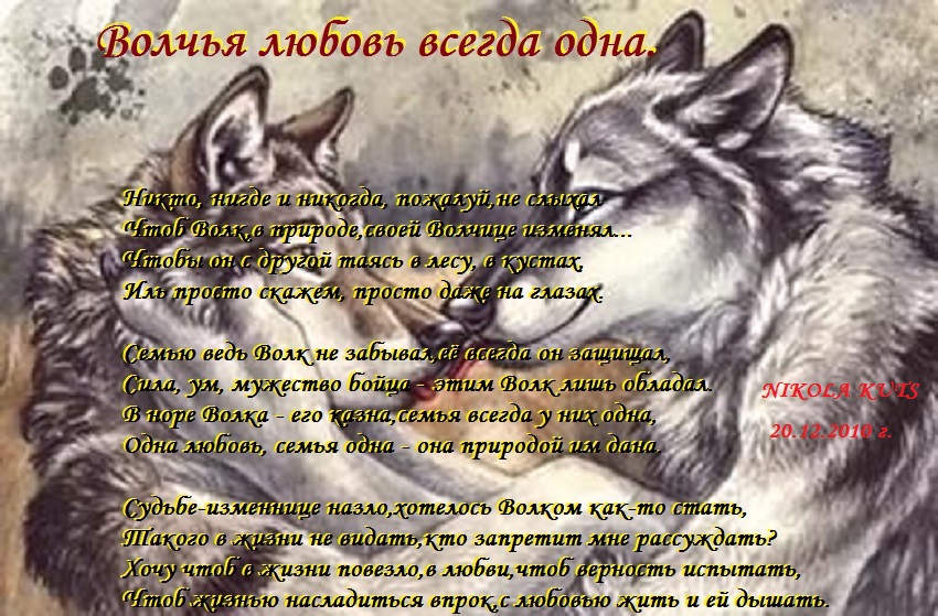 Стихи про верность. Стих про волка. Стихотворение про волка и волчицу. Волчья любовь стихи. Любовь волка стих.