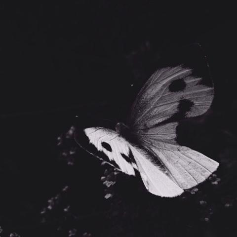 Мотылёк, он же бабочка, только ночная... Лоуренс