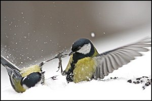 Мой первый рондель