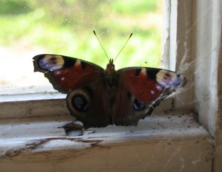 Раненой бабочкой ты взлетишь...