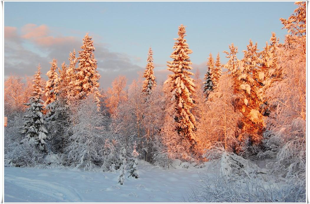 Фф и в морозном лесу я навеки. Тайга зимой. Красота сибирской природы зимой. Лес Сибири зимой. Зимний пейзаж Тайга.