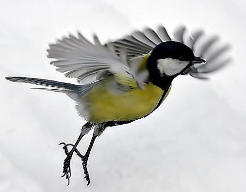 Я уже не ищу журавля