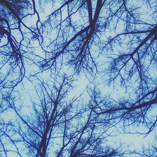 дуб, который пускает корни