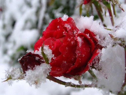 Девятый день...