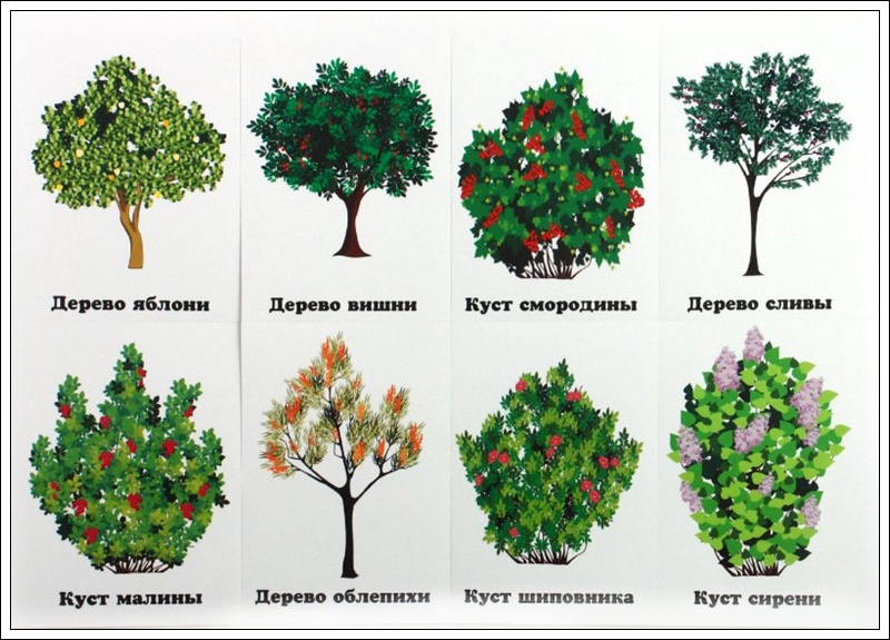 Выберите примеры кустарников