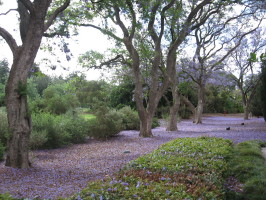 Новогодний Жаркий Январь