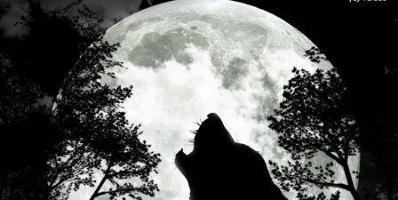 Полнолуние Волка