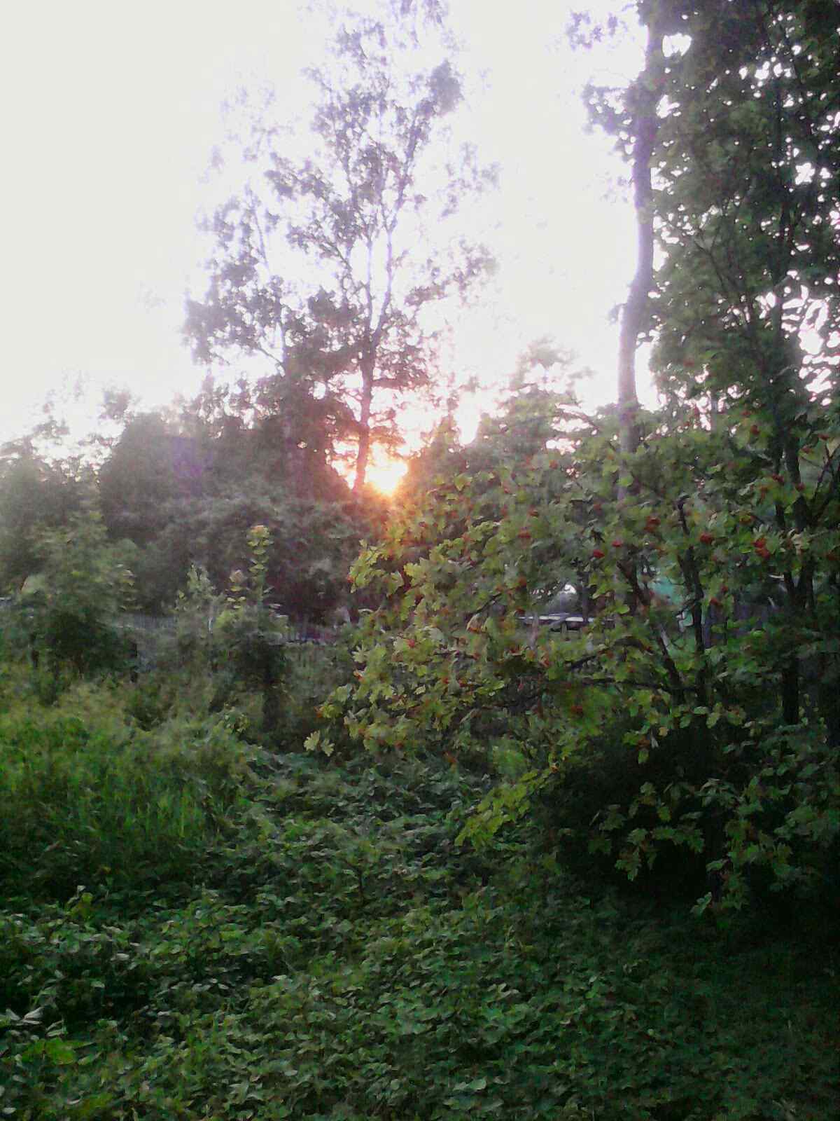 Ночь жаркого дня в саду