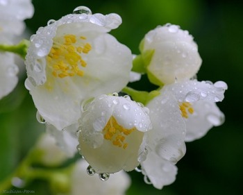 Не исчезай...