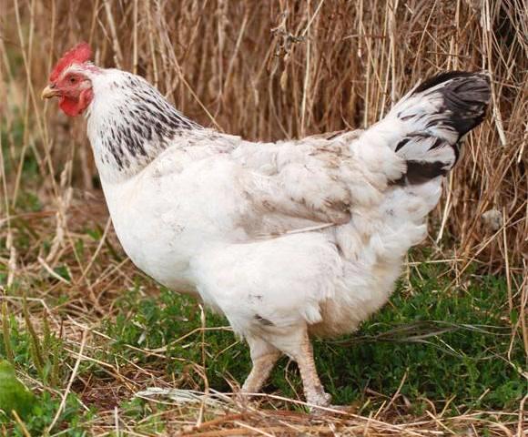 На Вечный вопрос ответ простой