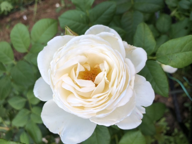 Нам заповедана Любовь...