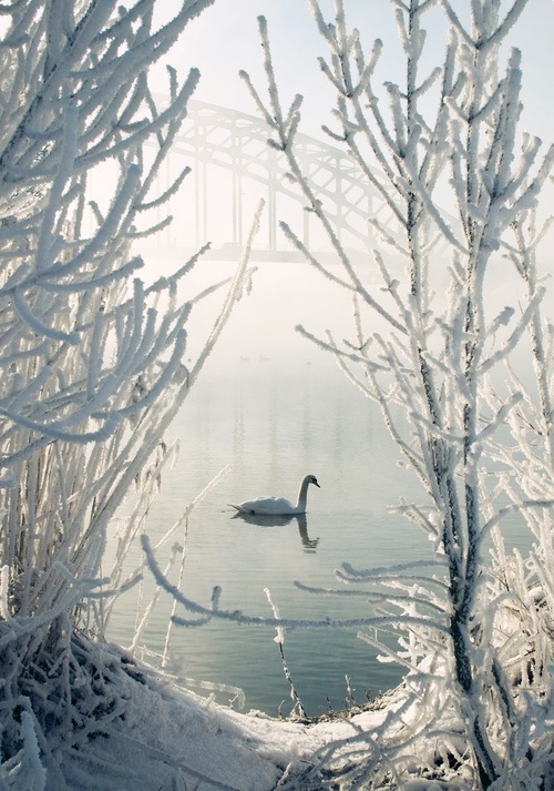 За окном белым лебедем снег...