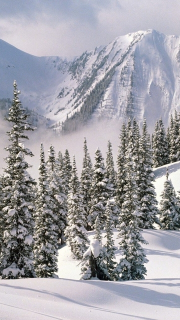 Вьюга всё былое замела