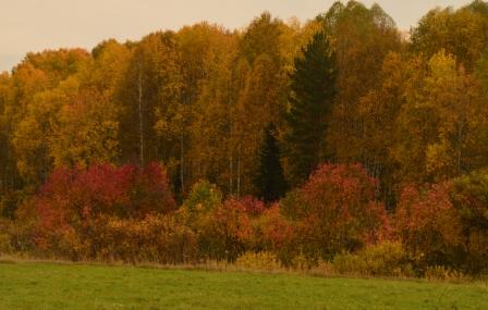 Пижон-сентябрь