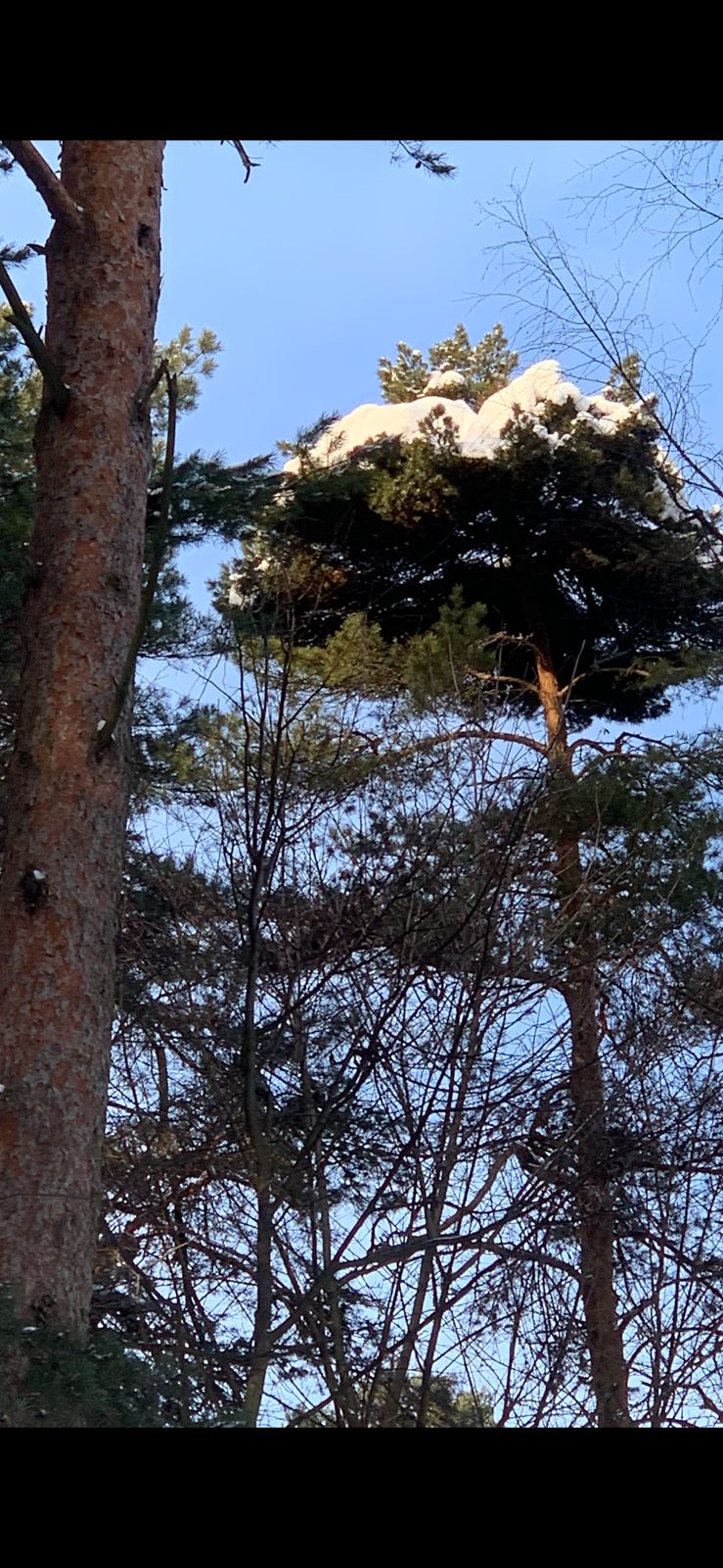 Романтичная зима