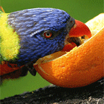 на волю, на волю! в Аффрику!