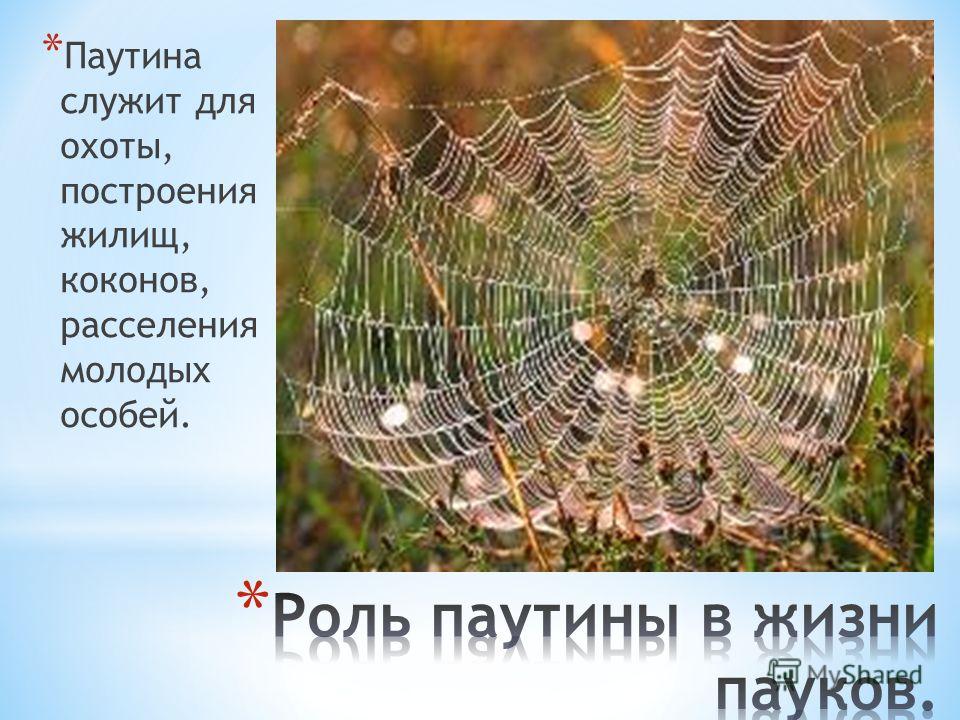 Роль паутины в жизни пауков. Значение паутины в жизни паука. Строение паутины. Функции паутины у пауков. Функции паутины у паукообразных.