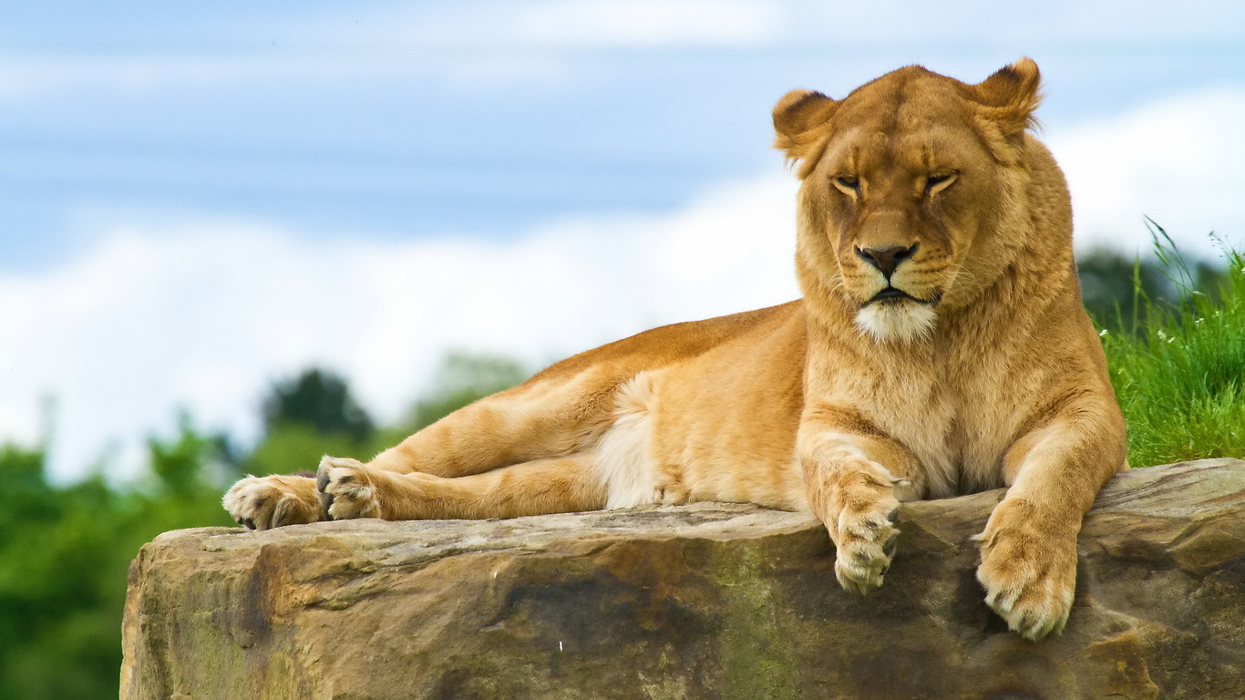 2870 Огненная Львица сонет