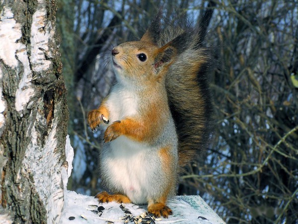 83. Жизнь в лесу